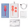 We-Vibe Bloom - Kegel Pompoarismo - Recarregável (Imagem 5 de 6)